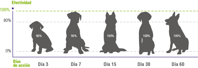 Dogs without ticks up to 60 days