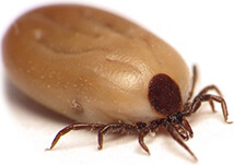 Ticks