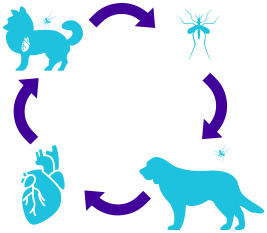 cycle of dirofilaria immitis