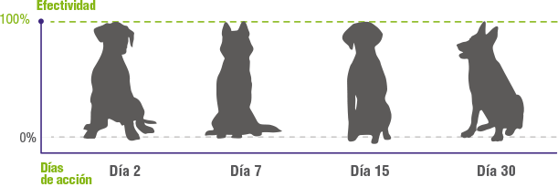 Perros sin pulgas de inmediato